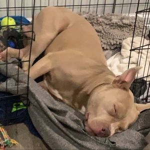 Meet your Posher, Damber